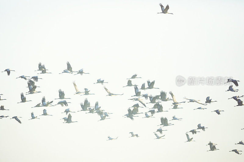 天空中常见鹤群的鸟类迁徙(Grus Grus)